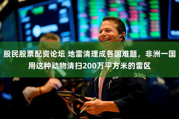 股民股票配资论坛 地雷清理成各国难题，非洲一国用这种动物清扫200万平方米的雷区